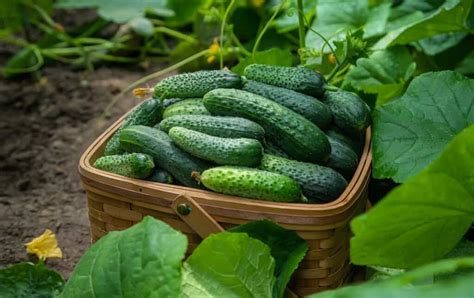 11 Pickling Cucumber Varieties You Won’t Regret Growing