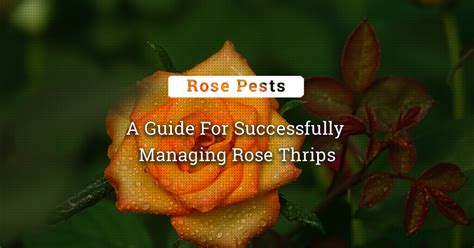 Defeating Rose Thrips: A Guide For Successful Management - Kisanvedika ...