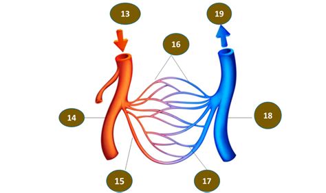 Cardiovascular Labelling Diagram Blood Vessels Diagram Quizlet