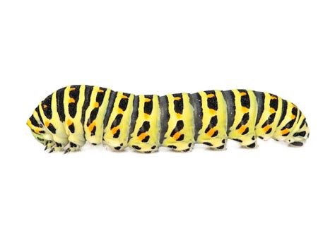 Premium Photo Swallowtail Caterpillar Isolated