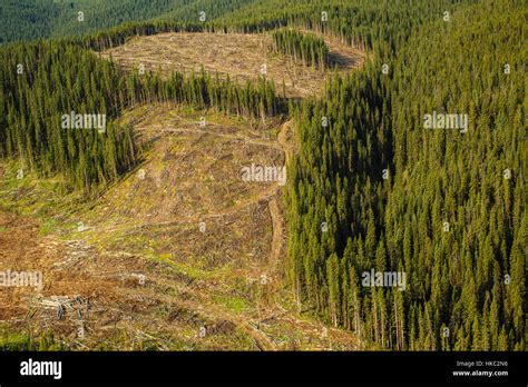 Canadian Logging Industry Stock Photos And Canadian Logging Industry