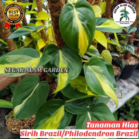 Jual Tanaman Pot Gantung Sirih Gading Brazil Tanaman Hias Sirih