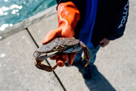 Oregon Commercial Crab Season Hana Quinta