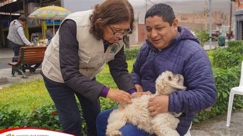 Avanza La Exitosa Campa A De Desparasitaci N Para Mascotas En Chancay