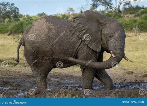 African Elephant Stands Spraying Mud On Flanks Stock Image Image Of