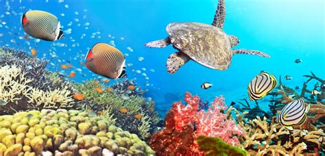 Coral Reef Panorama Jigsaw Puzzle In Under The Sea Puzzles On