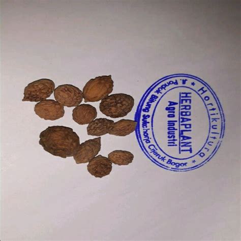 Jual Paket 10 Benih Pohon Bidara Arab Di Lapak Herbaplant Bukalapak