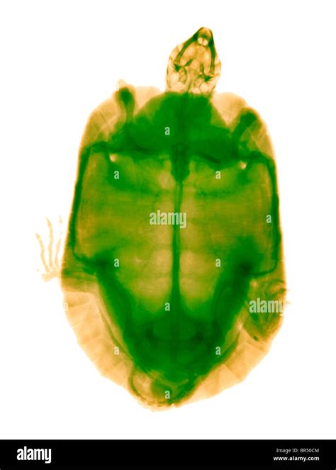 Radiograf A De Una Tortuga De Madera Encuentra Perdido Ambas Patas