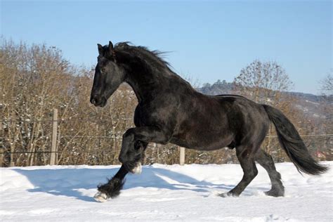 CHEVAL FRISON Origines caractéristiques et photos