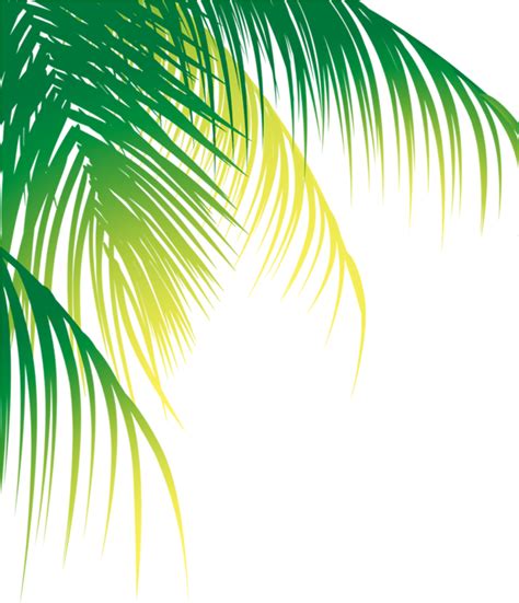 Download Report Abuse Coconut Leaf Vector Png Full Size Png Image