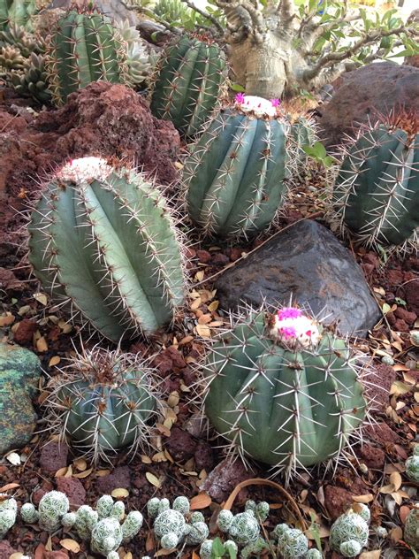 Melocactus azureus Cactus Flowers, Cacti And Succulents, Planting ...