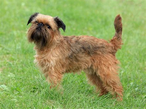 Griffon Bruxellois Breed Information Characteristics And Heath Problems