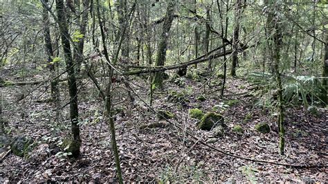 Annutteliga Hammock Withlacoochee State Forest Florida Hikes