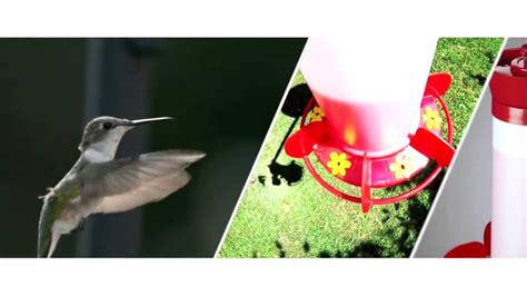 Harmony Bird Oriole Hummingbird Tray Feeders And More Youtube