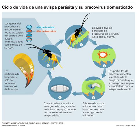 Cómo Las Avispas Parasitoides Utilizan Los Virus Como Armas Biológicas Knowable Magazine