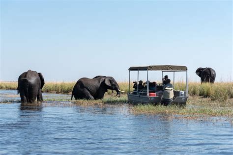 The Chobe Day Trip Safari Botswana Wildlife Nature Zambia