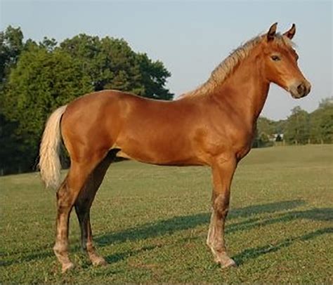 Morgan Horse Breed Information Care Costs Ukpets