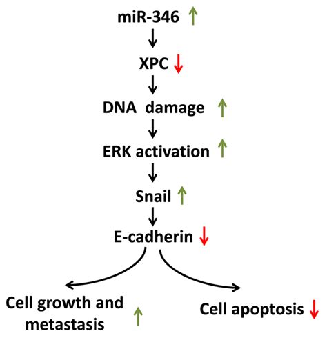 MicroRNA 346 Facilitates Cell Growth And Metastasis And Suppresses