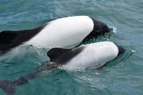 Commerson's dolphin - Whale & Dolphin Conservation USA