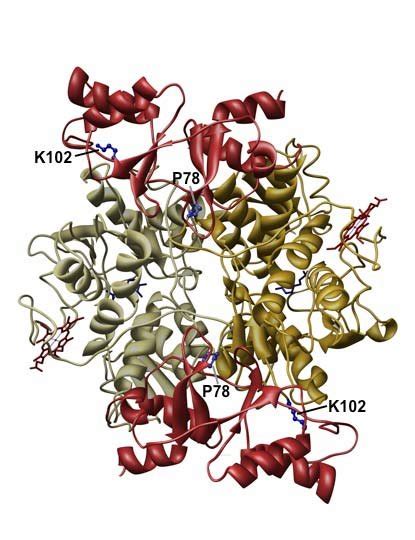 Modeled structure of full length cystathionine β synthase dimer showing