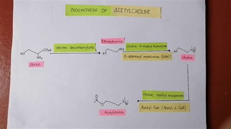 Biosynthesis Of Acetylcholine Youtube