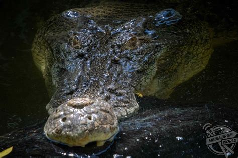 This Hungry Croc Sent A Pig Flying Before Ripping It Apart Media Drum