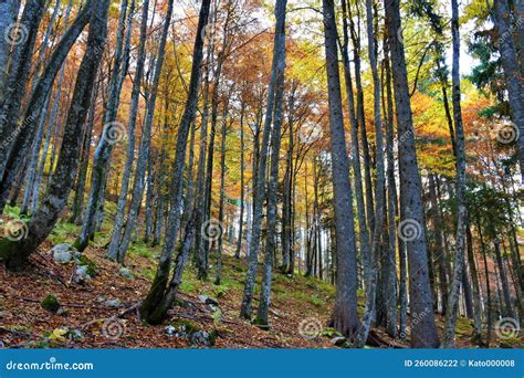 European Beech Fagus Sylvatica Broadleaf Deciduous Temperate Forest