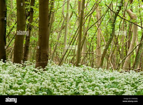 Coombe Wood Near Amberley When The Ransoms Are In Flower Stock Photo