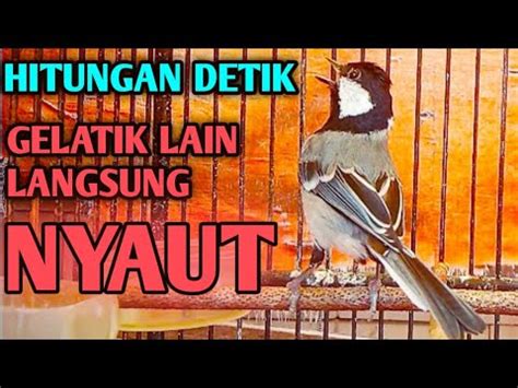 Suara GELATIK Batu Ini PALING Ampuh UNTUK Merangsang Bunyi PANCINGAN