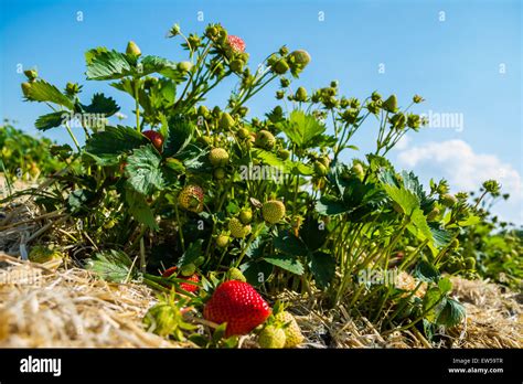 Strawberry Plant Hi Res Stock Photography And Images Alamy