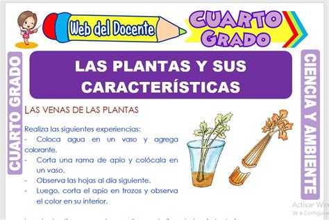 Las Plantas Y Sus Características Para Cuarto Grado De Primaria