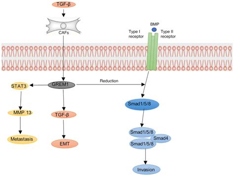 Current Status And Prospects Of Grem1 Research In Cancer Review