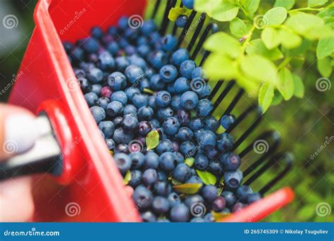 Harvested Berries Process Of Collecting Harvesting And Picking