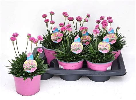 Armeria Pseudarmeria Dreameria Daydream — Plant Wholesale Floraccess