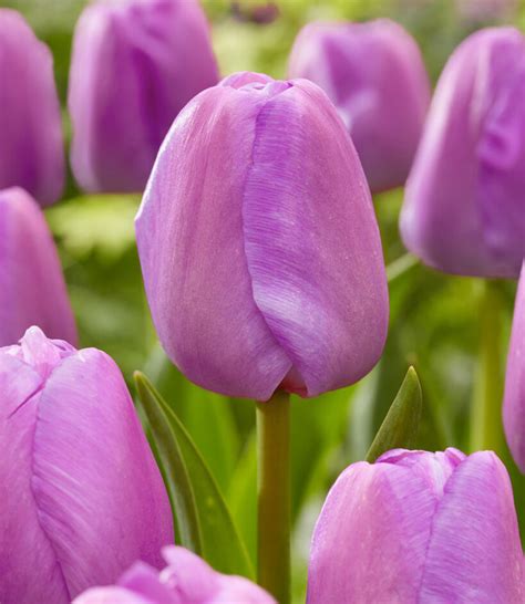 Purple Tulip