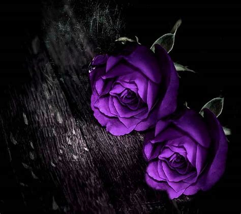 Purple Roses Hd Wallpaper Peakpx