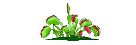 Why Is My Venus Flytrap So Small Carnivorous Plants Guide