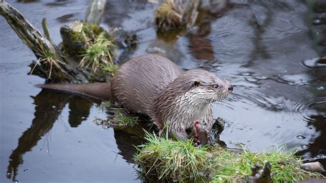 Otter Bezig Aan Opleving In Nederland In De Spiegel Terug Naar