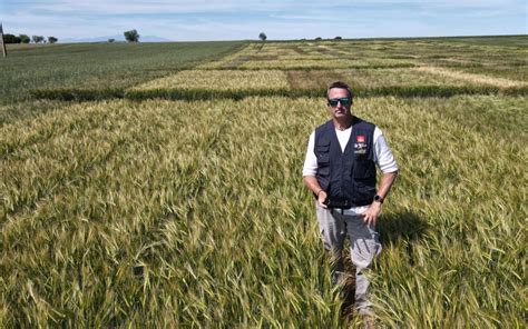 Nuevas variedades de trigo blando en cultivo ecológico en Aragón