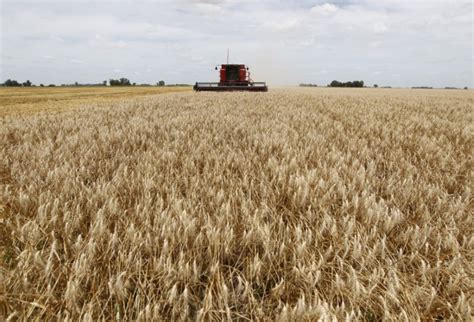 Safra Recorde De Trigo Deve Levar Brasil A Baixar A Importa O Do Cereal