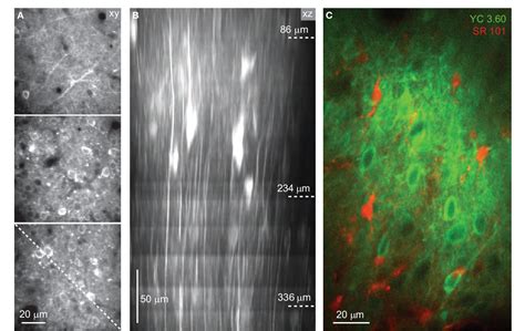 Figure 2 From Frontiers In Neural Circuits Neural Circuits Methods Article Semantic Scholar