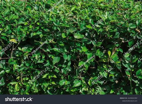 Acalypha Siamensis Plant Seen Close Random Stock Photo 2229243787 | Shutterstock