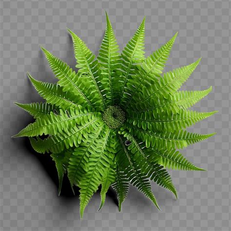 Premium PSD Isolated Of Fern Frond Highlighting Its Intricate