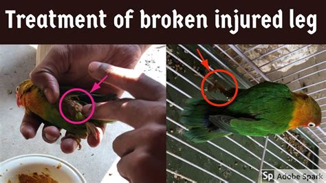 Treatment Of Lovebirds Broken Leg At Home How To Fix Broken Leg Of A Lovebirds Lovebirds