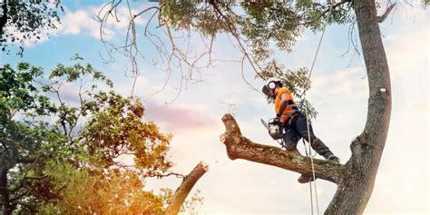 What Does An Arborist Do Why Hire Them For Tree Services