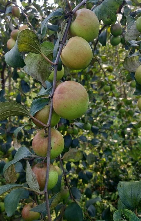 Thai Full Sun Exposure Ball Sundari Apple Ber Plant For Outdoor At Rs