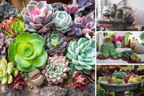 Succulent Garden Design Pictures Fasci Garden