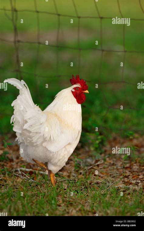 Leghorn rooster fotografías e imágenes de alta resolución Alamy