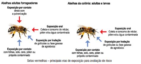 Principais rotas de exposição das abelhas aos agrotóxicos Download