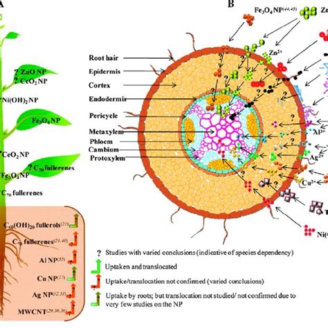 Uptake Translocation And Biotransformation Pathway Of Various